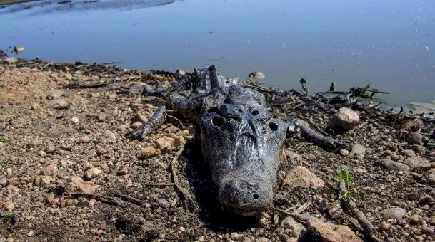 Incêndios no Pantanal fecham rodovia, obrigam evacuação de pousadas e matam fauna: 'difícil encontrar animais vivos', diz veterinário