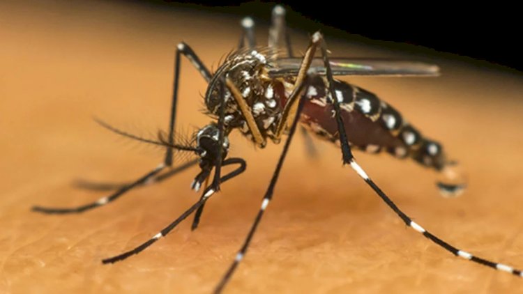 Município de Barra Do Guarita-RS alerta população sobre aumento dos casos de Dengue.