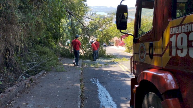 Árvore cai em via pública em Itapiranga